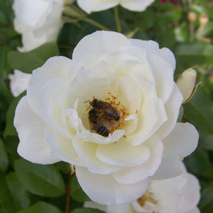 Meet your Posher, Sylvia